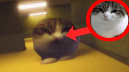 survive cats in the backrooms