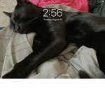 Cat trio