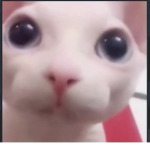 Cat is so cool