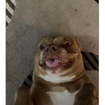 Capdog;3
