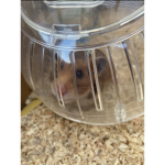 Absurd's Hamster cult