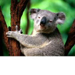 The Dirt Koalas Fan Group Squad