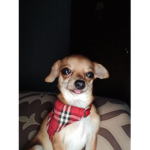 goofy doggy