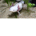 The Offical Axolotl