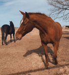 ~Claws Stables~