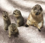 Prairie dog lovers