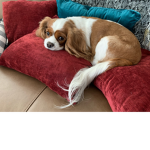 Puppy are cute and they rule