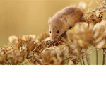 Rodent Support Group!