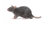 rat cultt