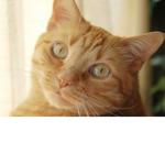 The Catkid’s
