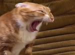 evil cat magic X333