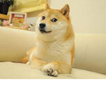 Doge Fans Only!!