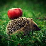 Hedgehog Men