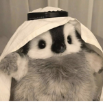 penguín