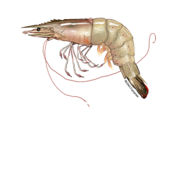 shrimp cult