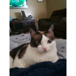 CanenTheCATYT