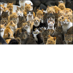 Cats land.'s HR conference