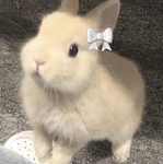 Rabbit szn