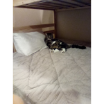 Dude cats