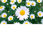 Daisy-squad