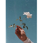 Royal's Aesthetics