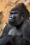 Gorilla Enterprise Games