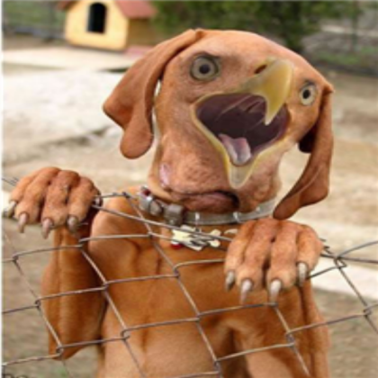 funny dog seen 2 Roblox decal