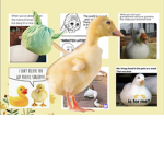 Lovely Ducky Squad