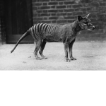 Tasmanian Tiger Awareness Group Of ROBLOX