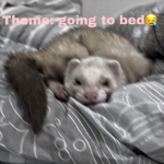 Dress To Impress Ferrets <3