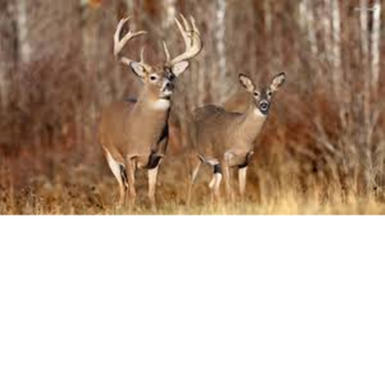 Inclinate to Fabricate