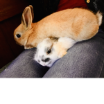 Bunny group lol