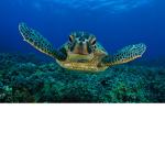 Da Turtle Squad