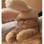 ~cats are great~