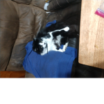 Meat the cat