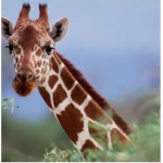 Giraffe fans UwUz
