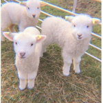 SheepShayKate