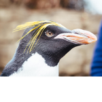 butiful penguins