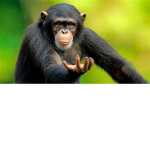 The Monke Hub