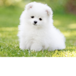Doggymarshmello