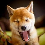 #DOGETEAM