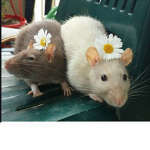 Rats Union forever