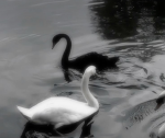 sᴡᴀɴs