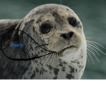 SEALS ARE AMAZING