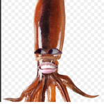 바봉