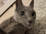 cats are the bestt