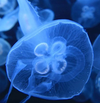 Jellyfish clothing shop