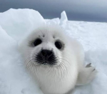 SillyJellySeal