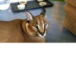 matiasXD