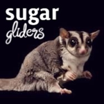 Sugar Glider Fan Club